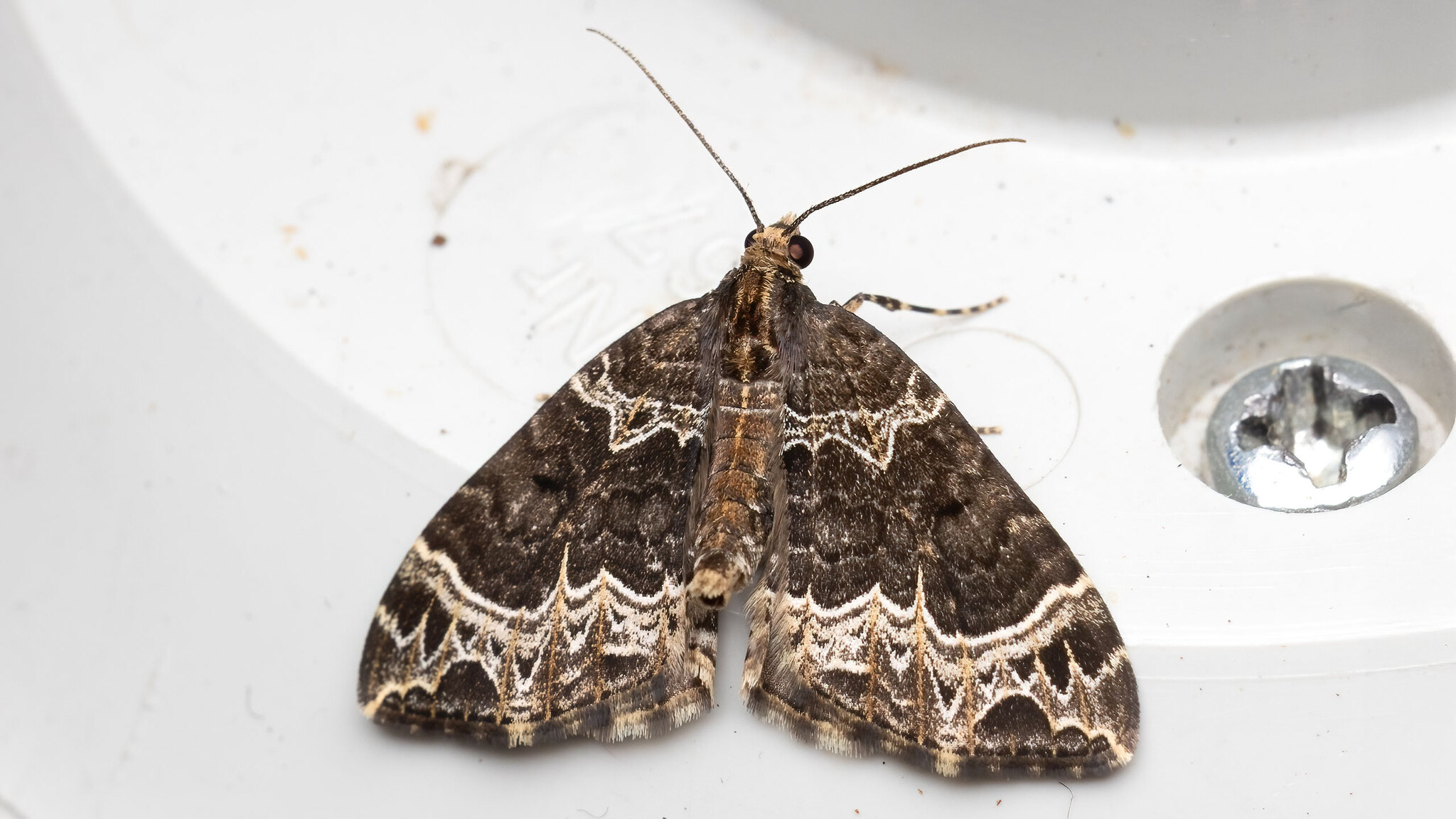 Geometridae Ecliptopera silaceata