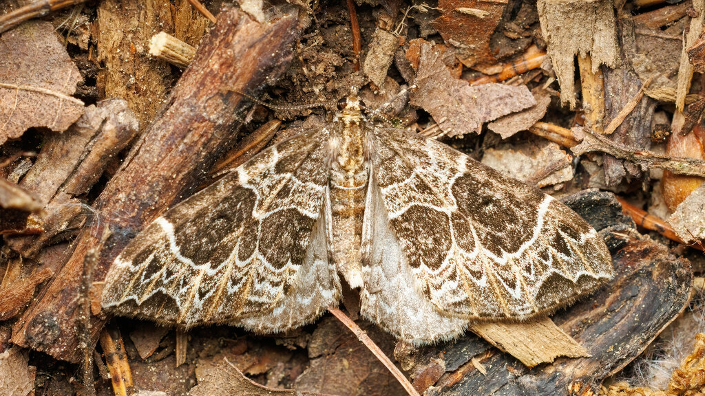 Geometridae Ecliptopera silaceata