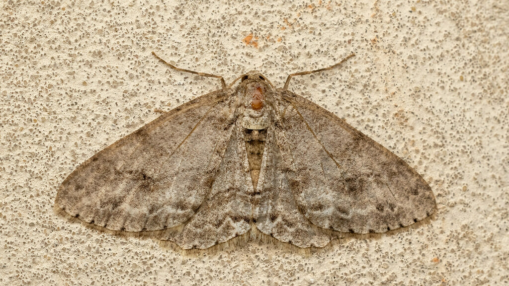 Geometridae Ectropis crepuscularia
