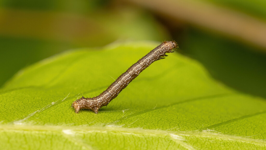 Geometridae Ennominae