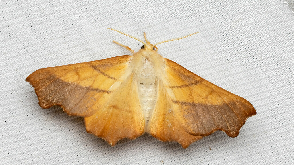 Geometridae Ennomos fuscantaria