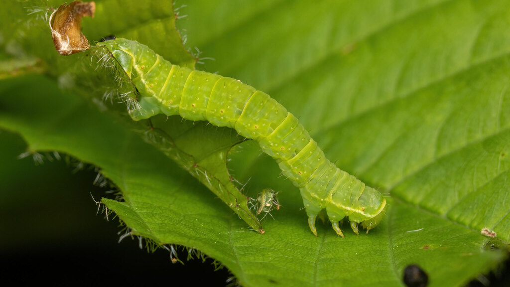 Geometridae Epirrita