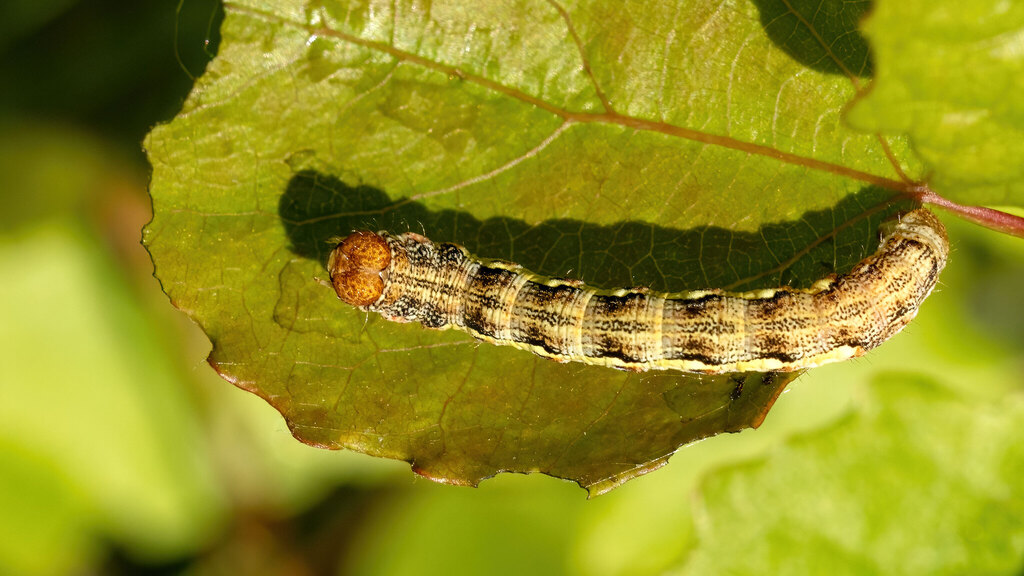 Geometridae Erannis defoliaria
