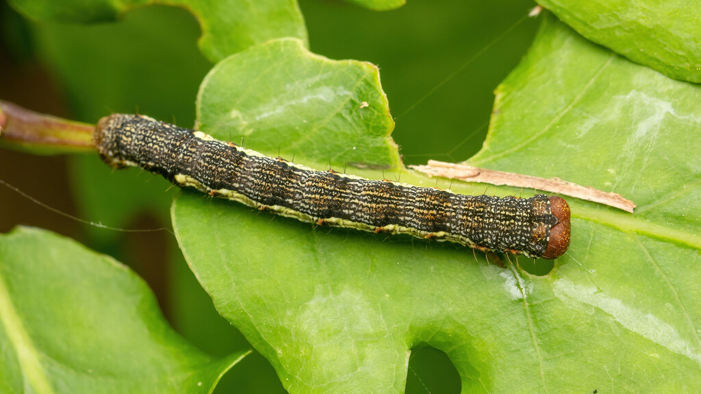 Geometridae Erannis defoliaria
