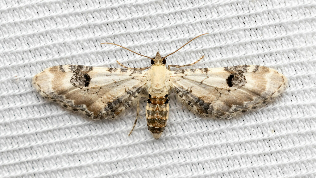 Geometridae Eupithecia centaureata