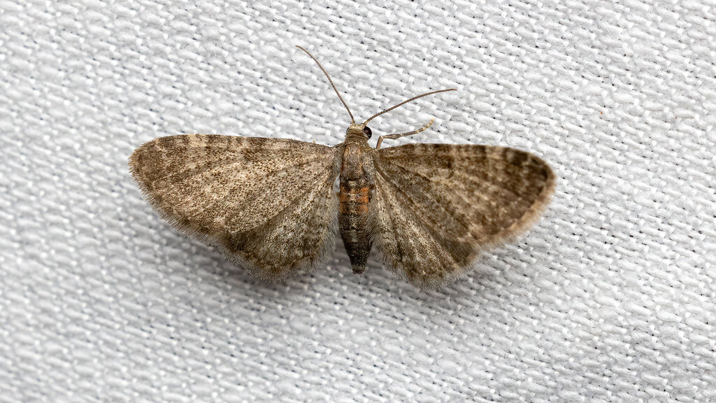 Geometridae Eupithecia haworthiata
