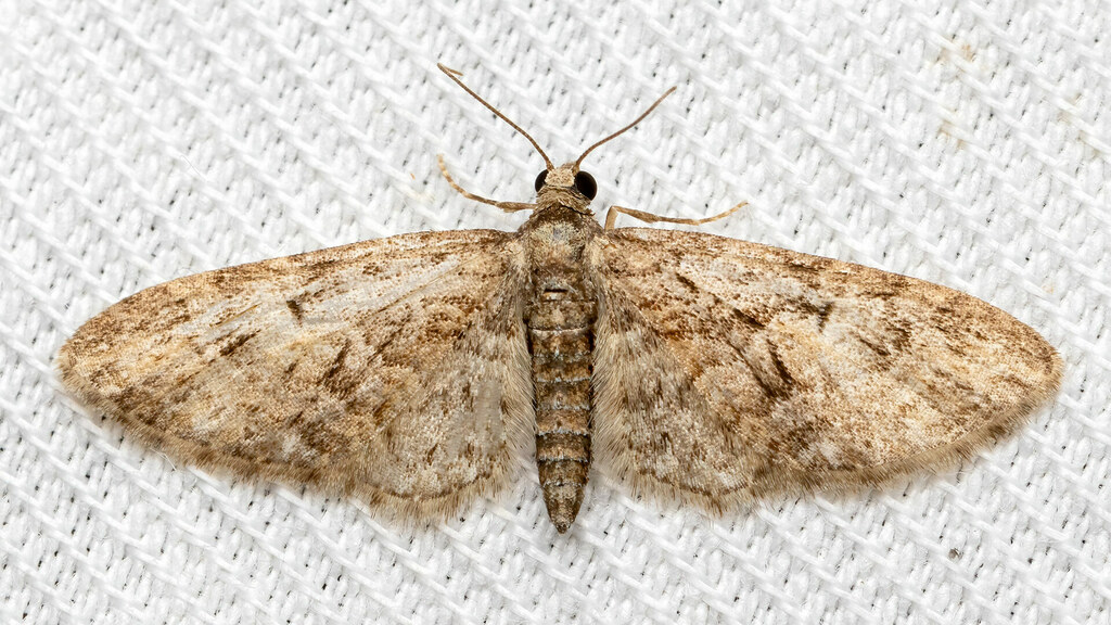 Geometridae Eupithecia pusillata