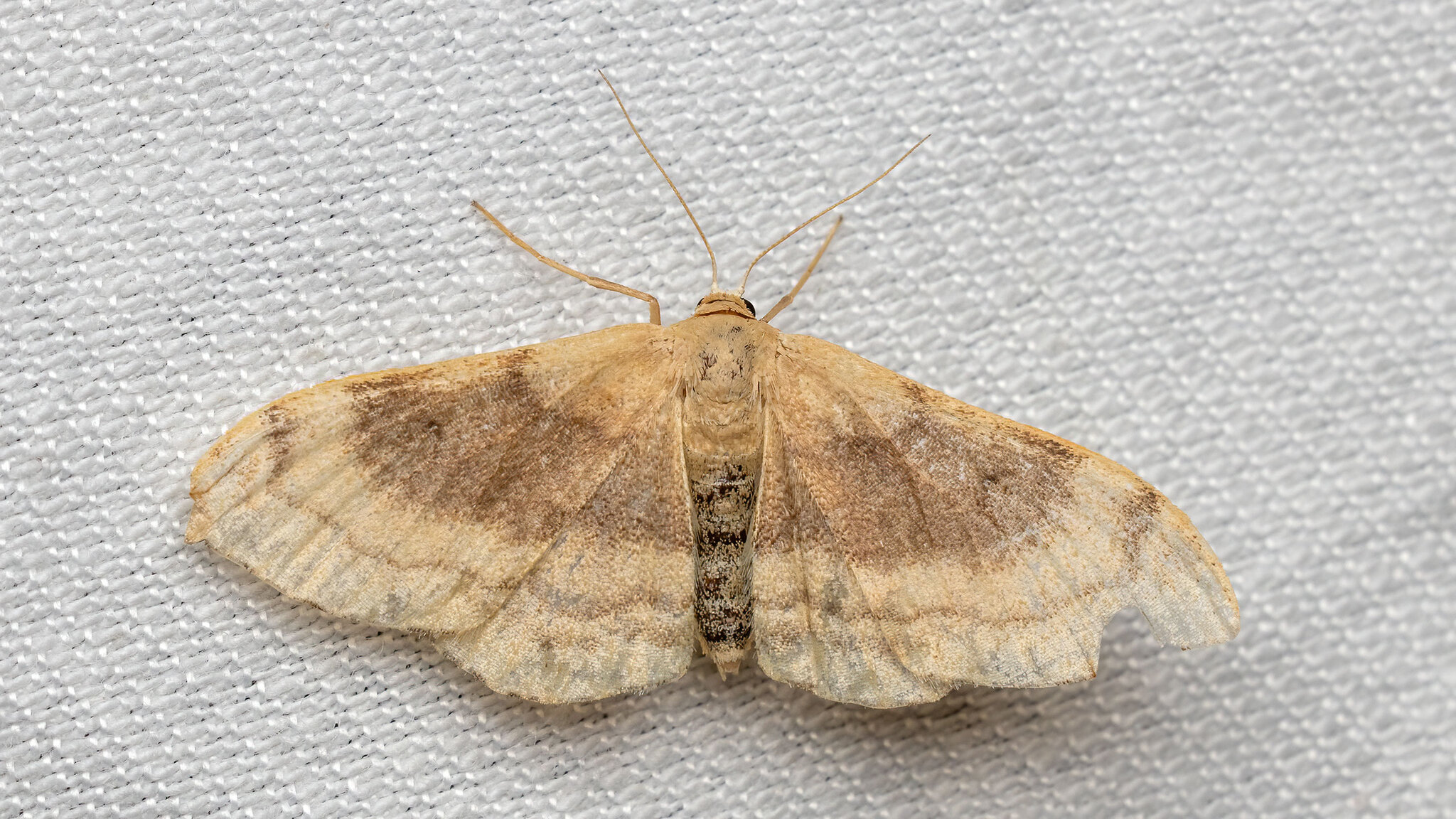 Geometridae Idaea degeneraria