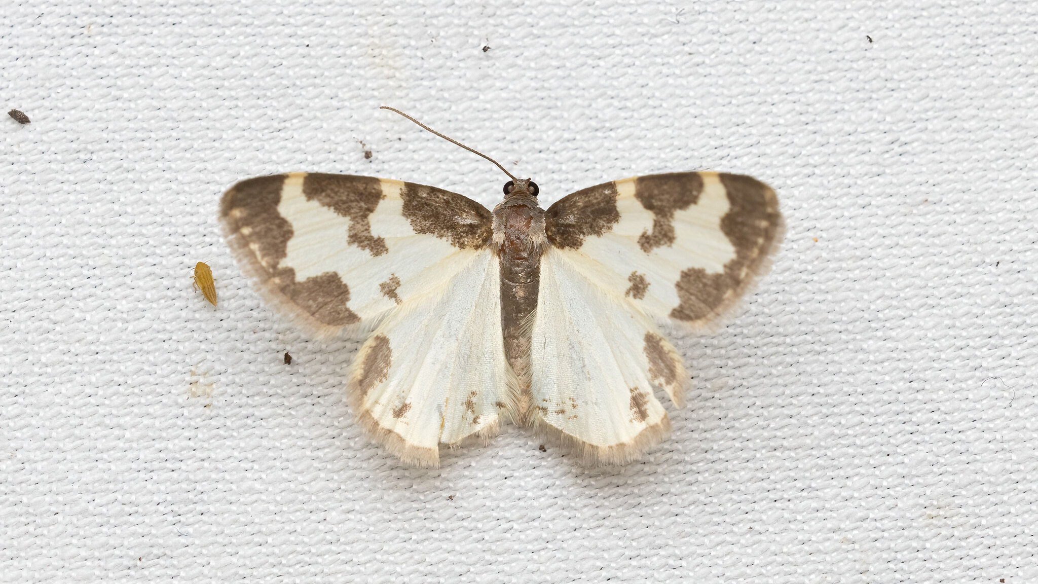 Geometridae Lomaspilis marginata