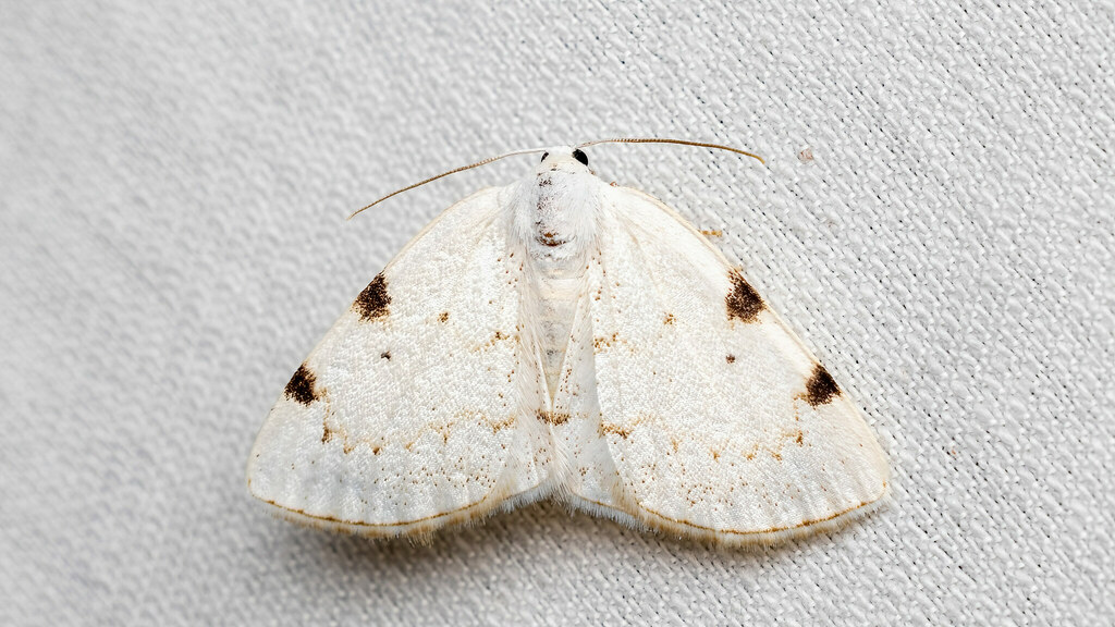 Geometridae Lomographa bimaculata