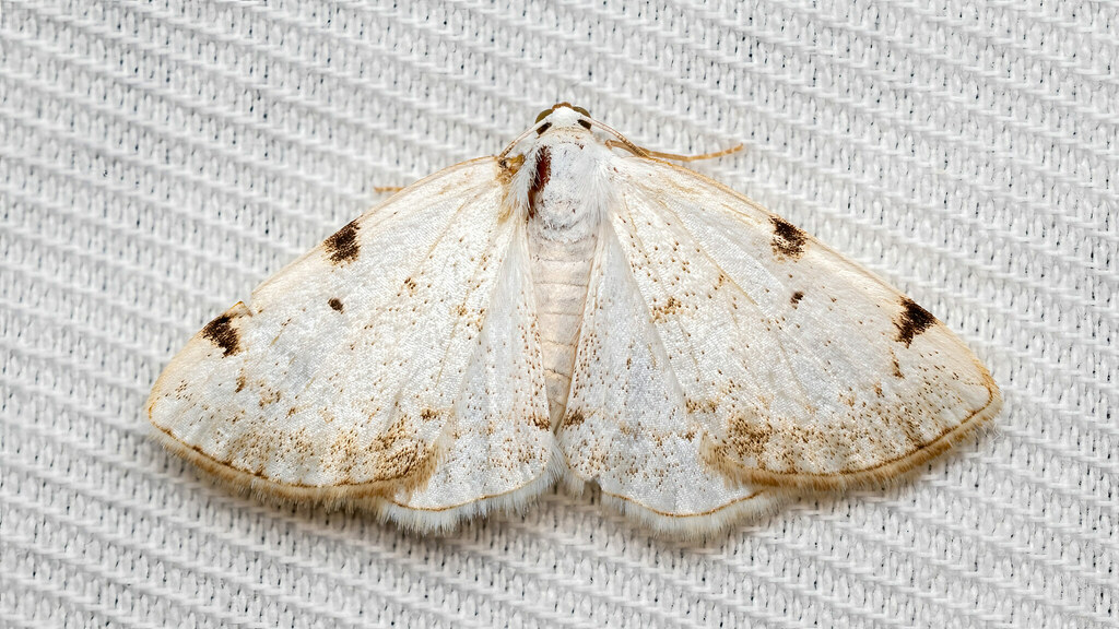 Geometridae Lomographa bimaculata