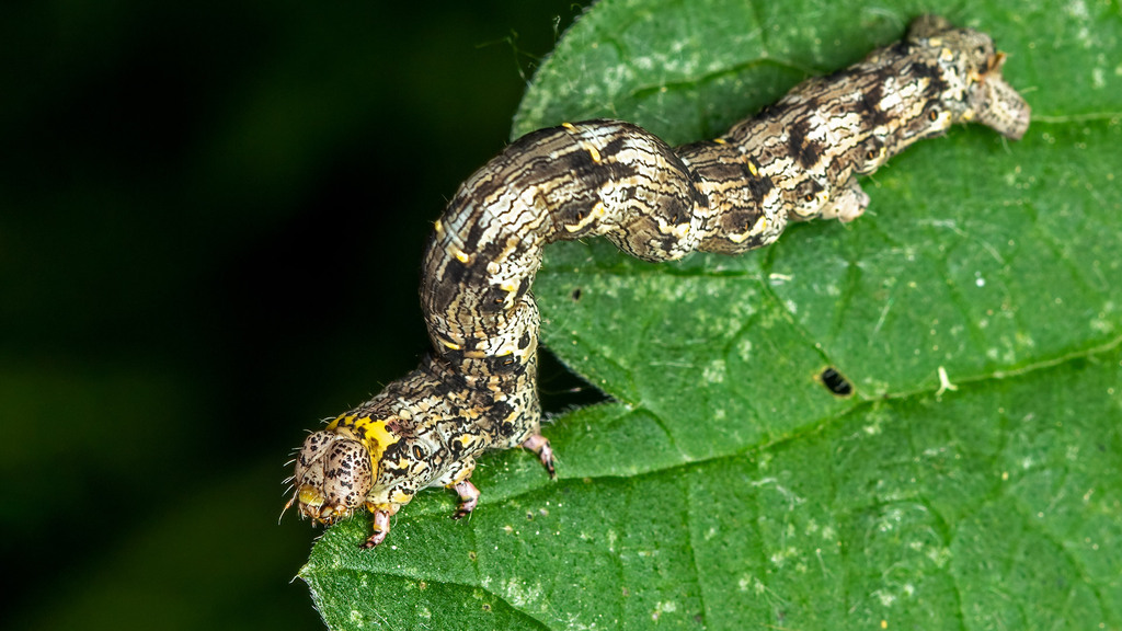 Geometridae Lycia hirtaria