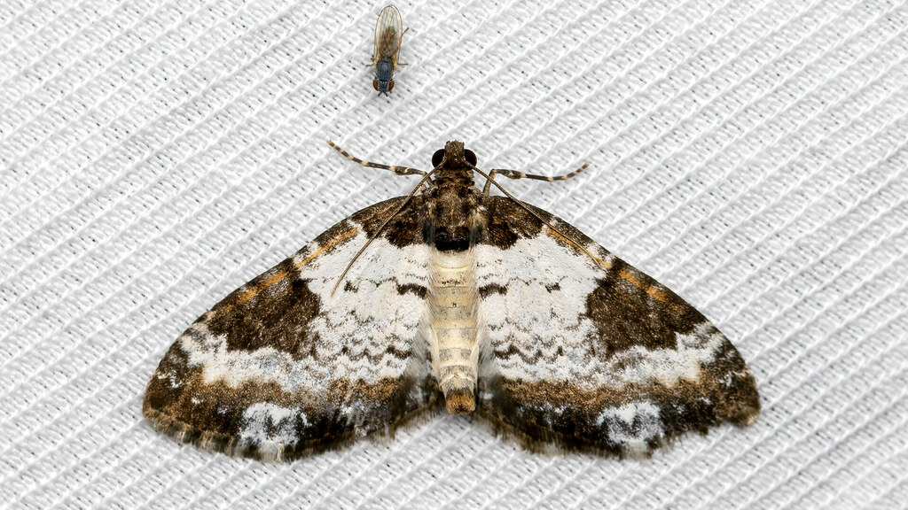 Geometridae Melanthia procellata