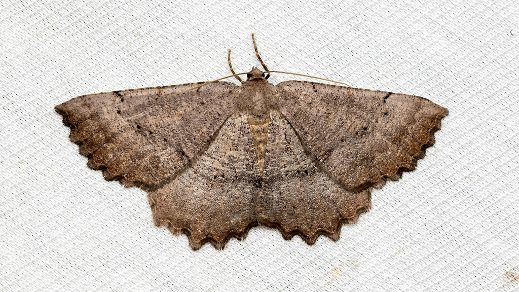 Geometridae Odontognophos dumetata