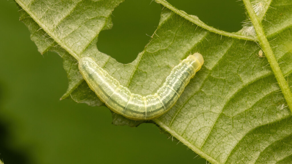 Geometridae Operophtera brumata