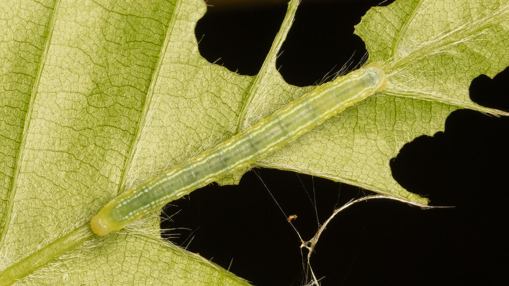 Geometridae Operophtera brumata