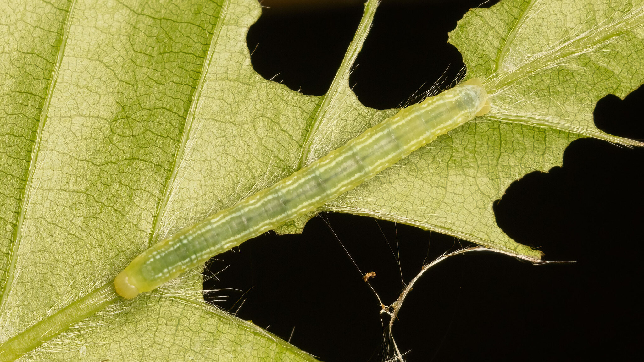 Geometridae Operophtera brumata