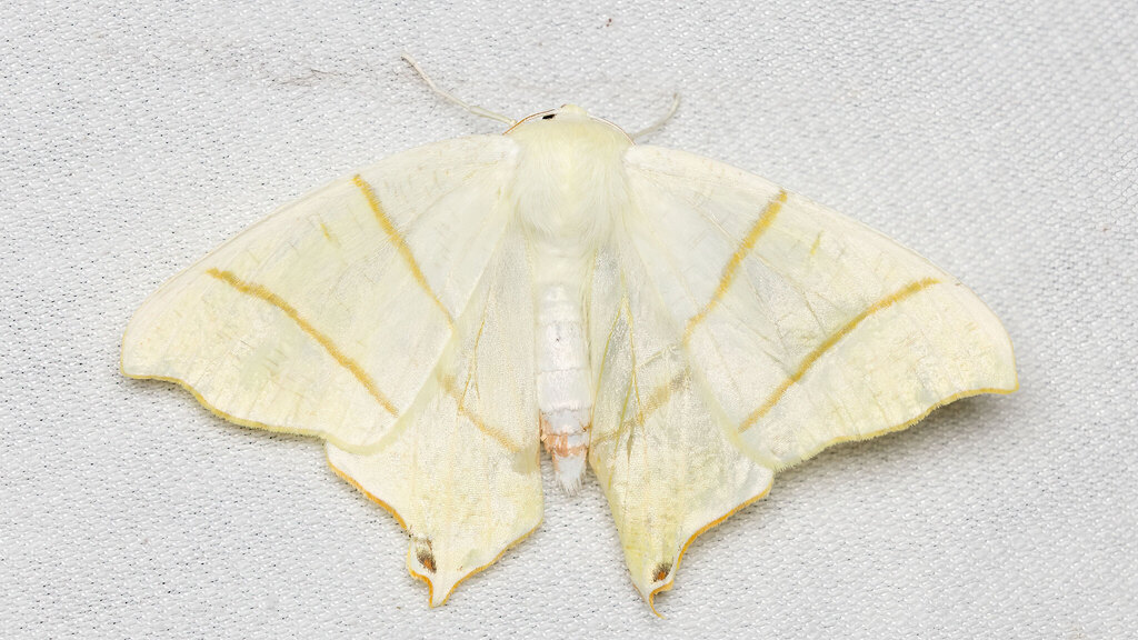 Geometridae Ourapteryx sambucaria