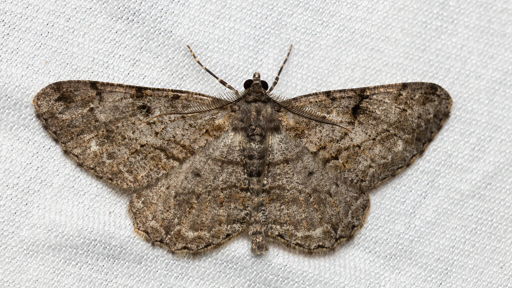 Geometridae Peribatodes rhomboidaria