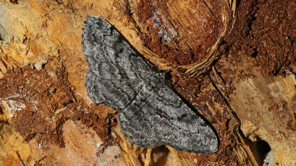 Geometridae Peribatodes rhomboidaria