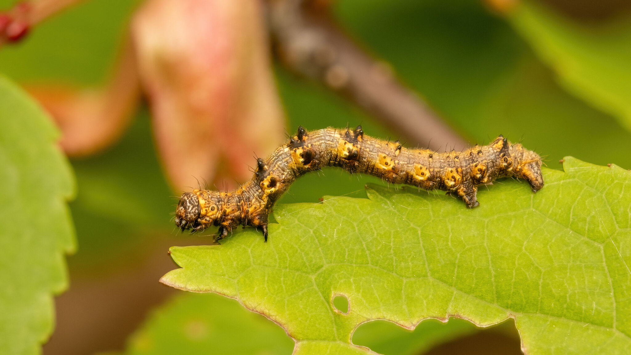 Geometridae Phigalia pilosaria