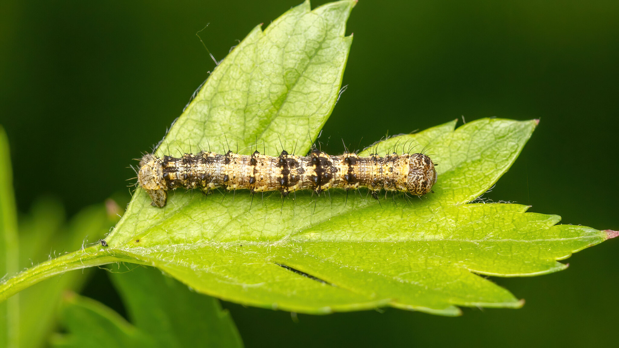 Geometridae Phigalia pilosaria