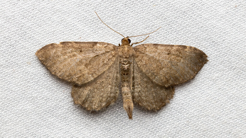 Geometridae Philereme vetulata