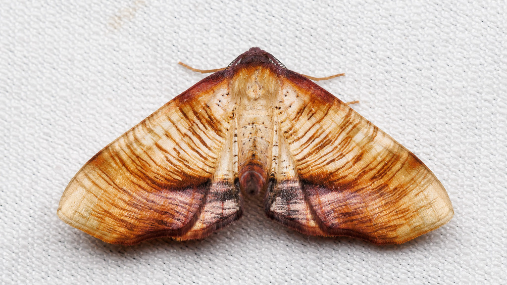 Geometridae Plagodis dolabraria