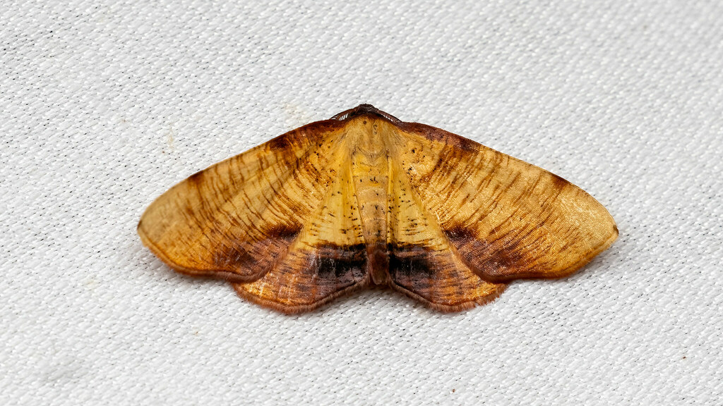 Geometridae Plagodis dolabraria