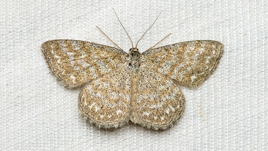 Geometridae Scopula immorata