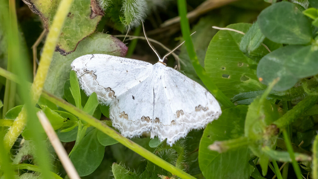 Geometridae Scopula ornata