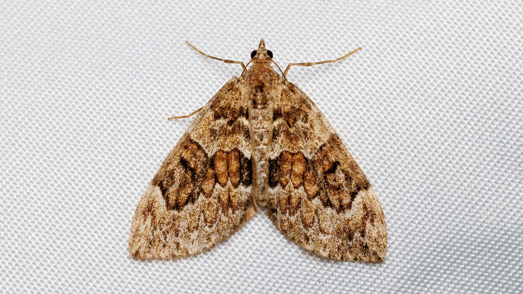 Geometridae Thera