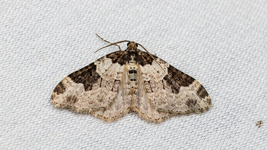 Geometridae Xanthorhoe fluctuata