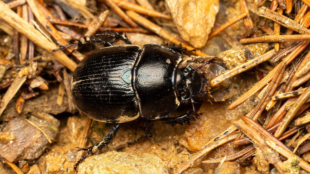 Geotrupidae Anoplotrupes