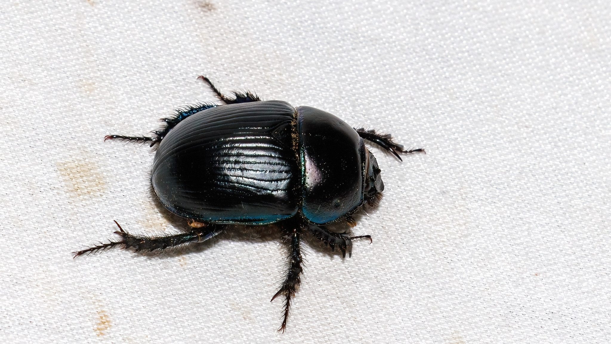 Geotrupes stercorarius