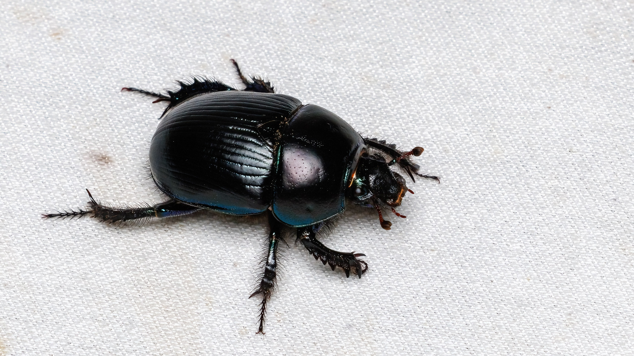 Geotrupes stercorarius