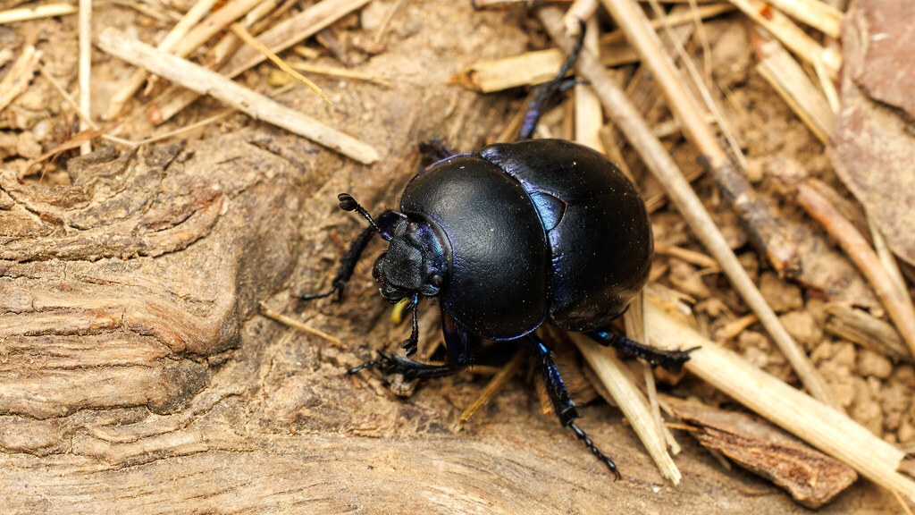 Geotrupidae Trypocopris vernalis