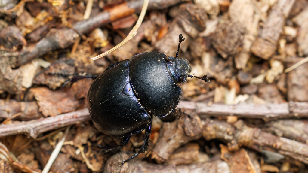 Geotrupidae Trypocopris vernalis