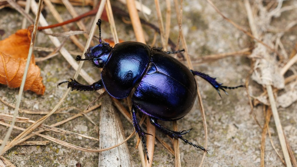 Trypocopris vernalis
