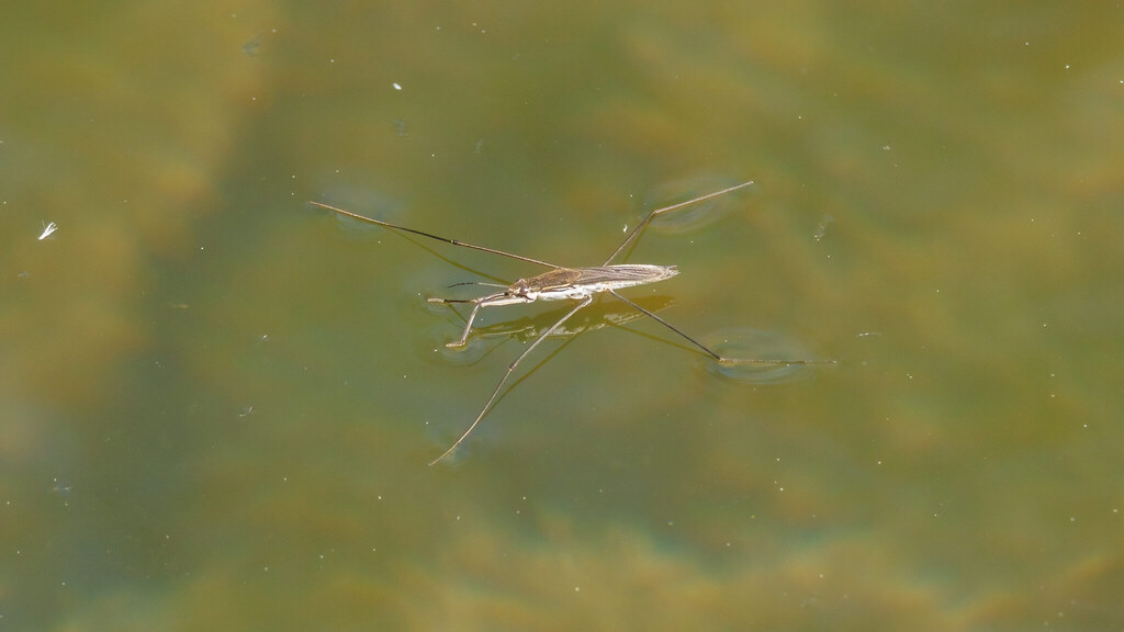 Gerridae Aquarius paludum