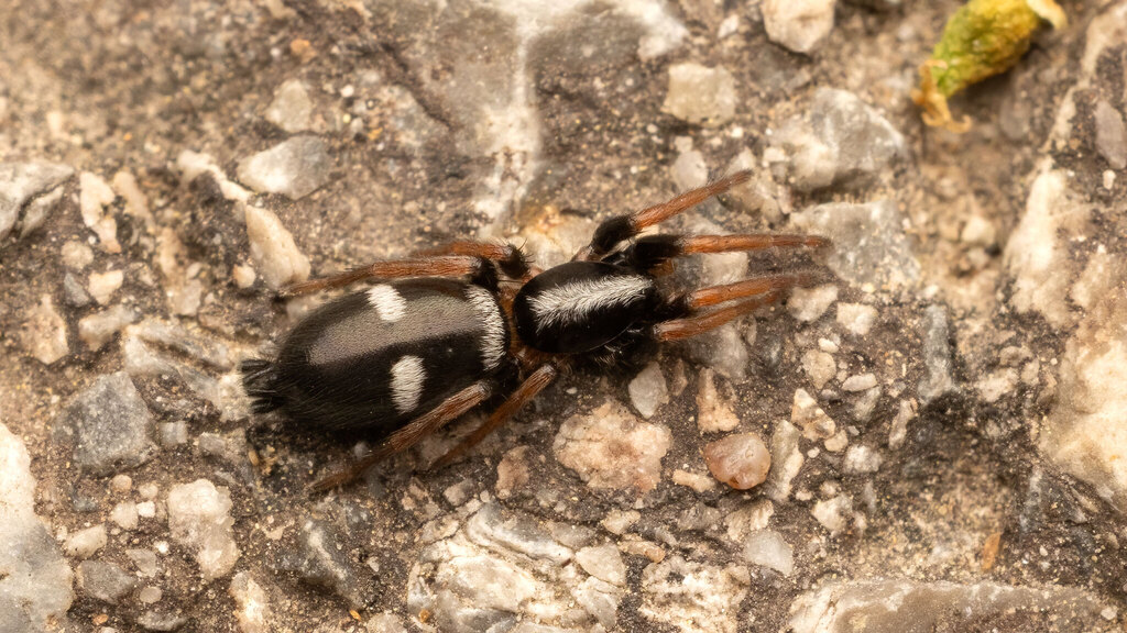 Gnaphosidae Aphantaulax