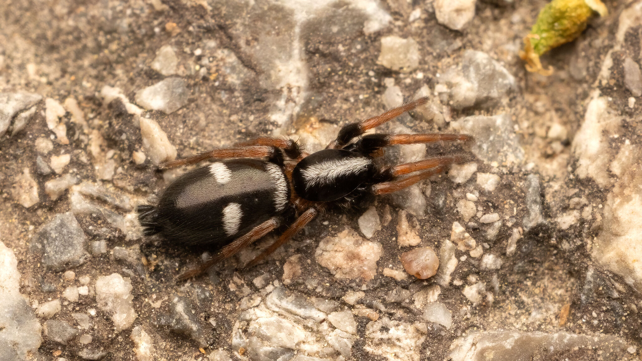 Gnaphosidae Aphantaulax