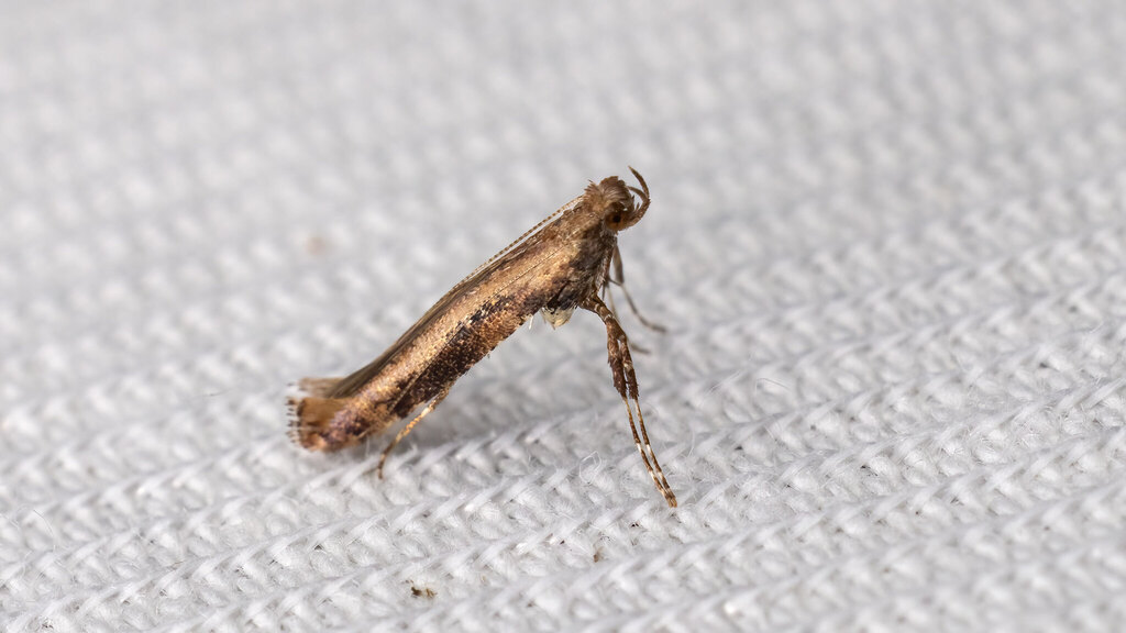 Gracillariidae Caloptilia