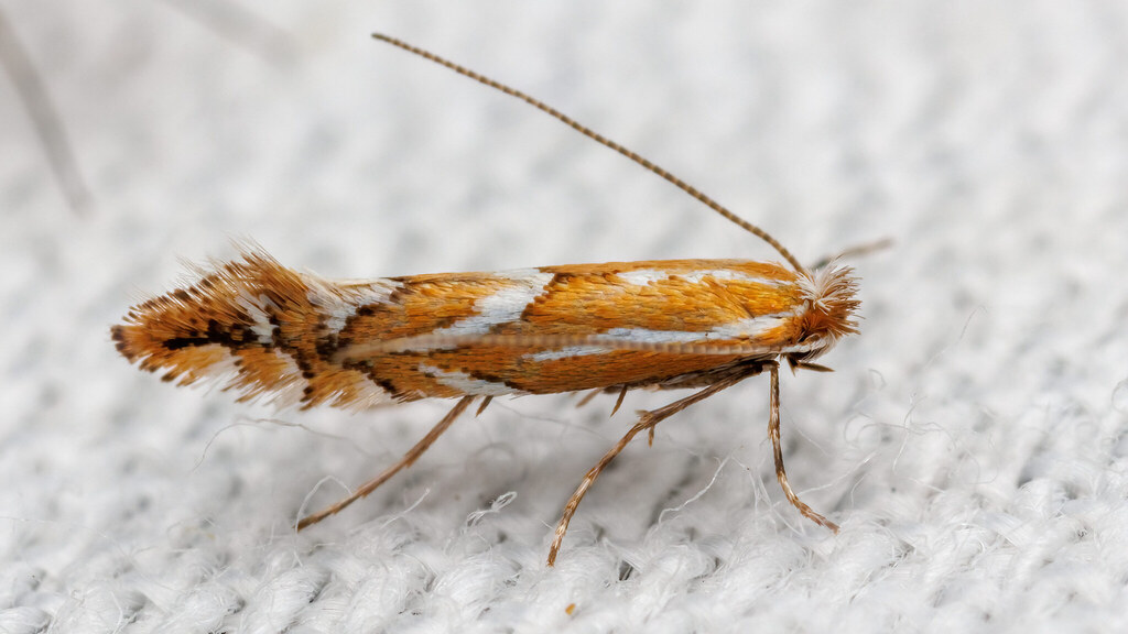 Gracillariidae Phyllonorycter