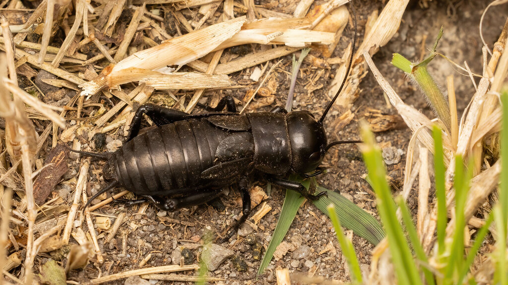 Gryllidae Gryllus campestris
