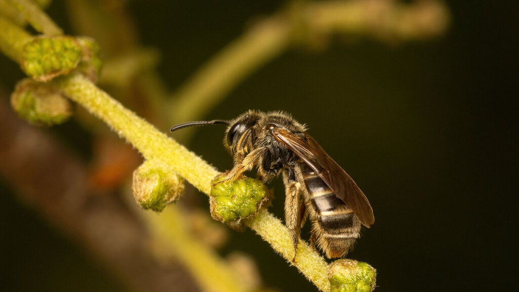 Halictidae Lasioglossum