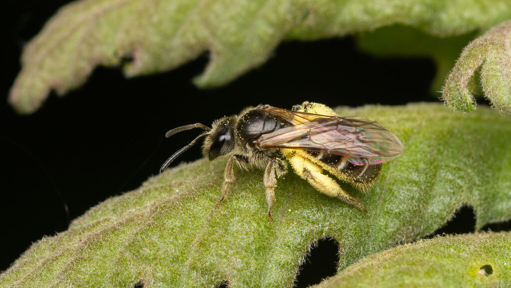 Halictidae Lasioglossum