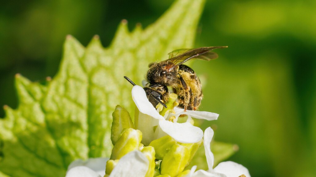 Halictidae Lasioglossum