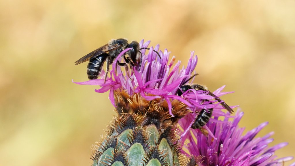Lasioglossum sp.