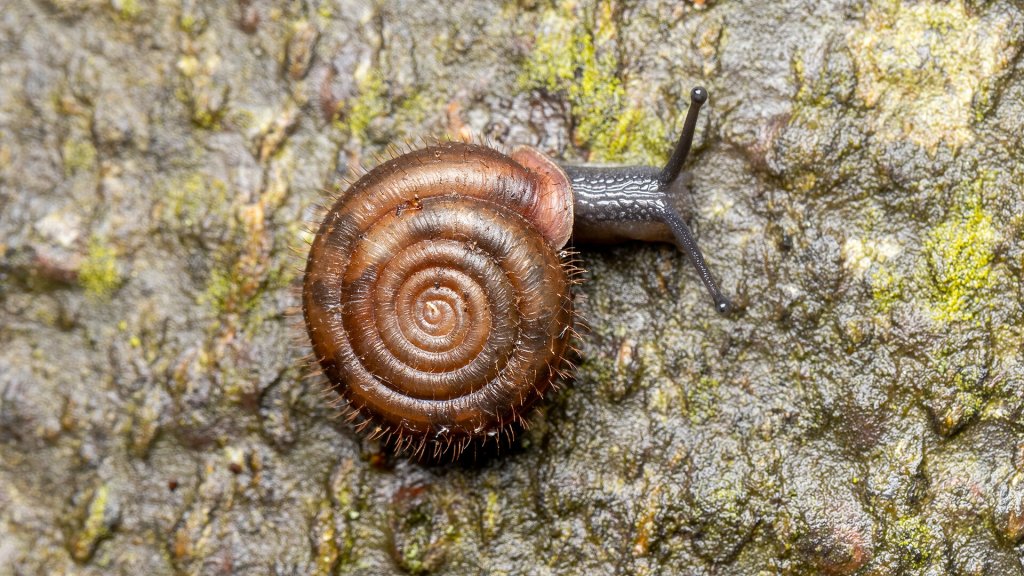 Helicodonta obvoluta